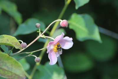 Close-up of pink flowering plant