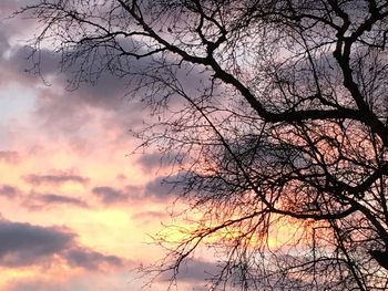 Low angle view of bare trees against sky