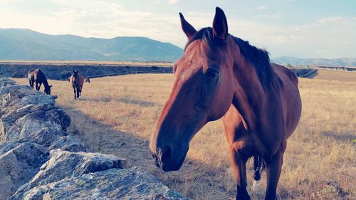 View of horse on landscape