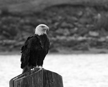 Close-up of bird perching on wooden post