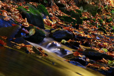 High angle view of autumn leaves on rocks