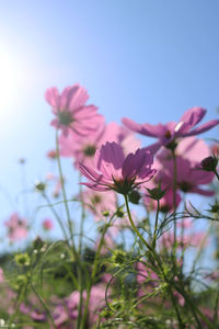 Close-up of pink cosmos flowers against sky