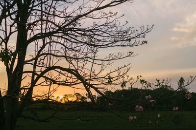 Silhouette bare tree against sky during sunset