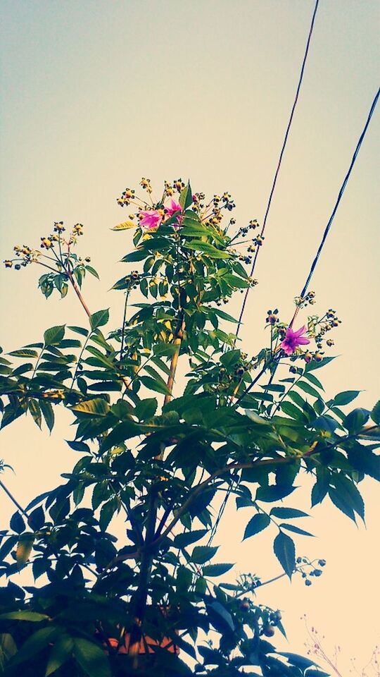 flower, low angle view, growth, freshness, fragility, leaf, clear sky, beauty in nature, nature, petal, branch, sky, pink color, tree, plant, stem, in bloom, blooming, blossom, day