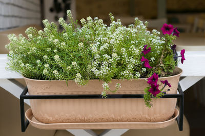 Close-up of potted plant on table