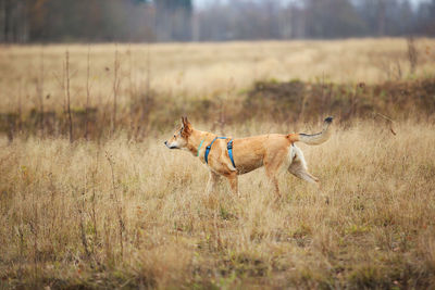 View of dog running on field