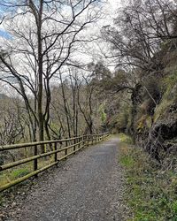 Road amidst trees in forest