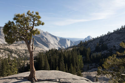 Scenic view of pine trees against sky