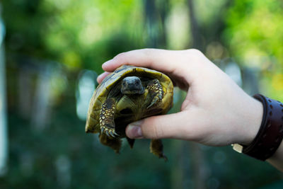 Close-up of man holding turtle