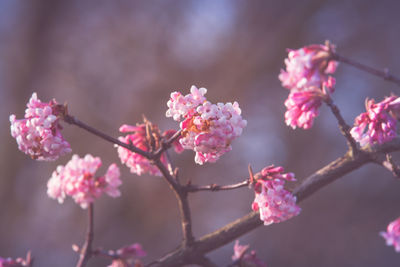 Close-up of pink cherry blossom