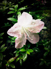 Close-up of raindrops on pink rose leaf