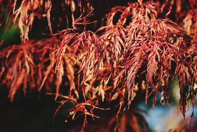 Close-up of dried autumn leaves