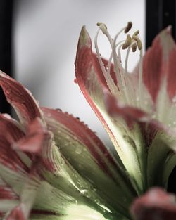 Close-up of day lily plant