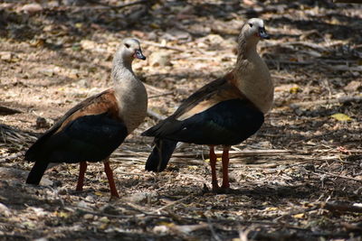 Ducks on field