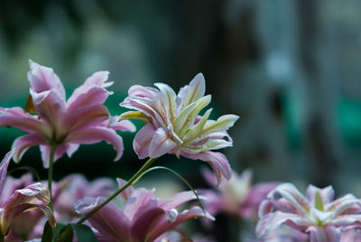 Close-up of flowers blooming outdoors