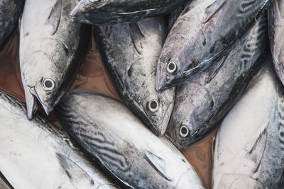 Close-up of fresh raw silver-colored fish at the market.