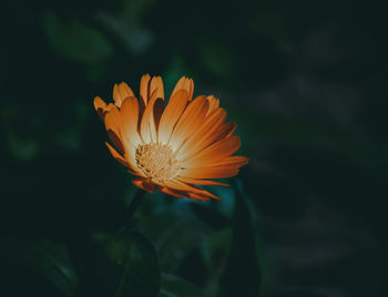 Close-up of orange flower against blurred background