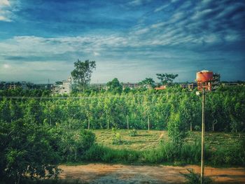 Plants growing in farm against blue sky