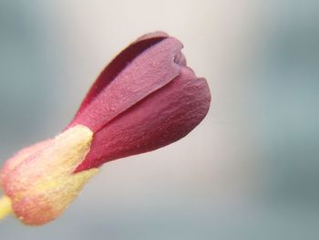 Close-up of colored pencils