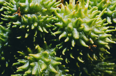 Full frame shot of green spiky seeds