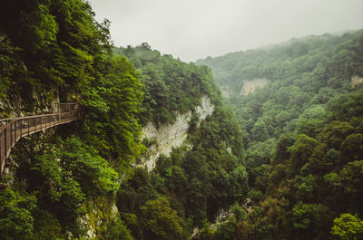 Scenic view of waterfall in forest