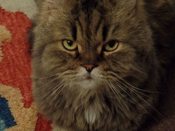 Close-up portrait of cat