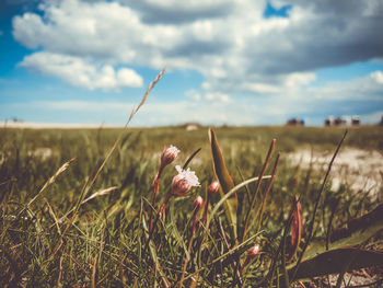 Close-up of flowering plant on field against sky