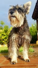 Portrait of dog sitting outdoors