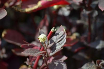 Close-up of flower blooming outdoors