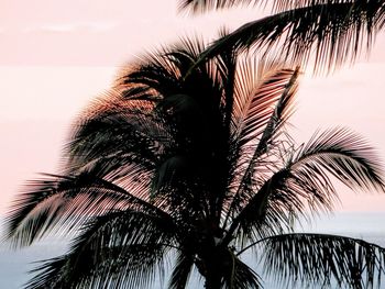 Low angle view of palm tree against clear sky