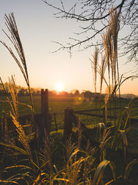 Scenic view of field against sky during sunset