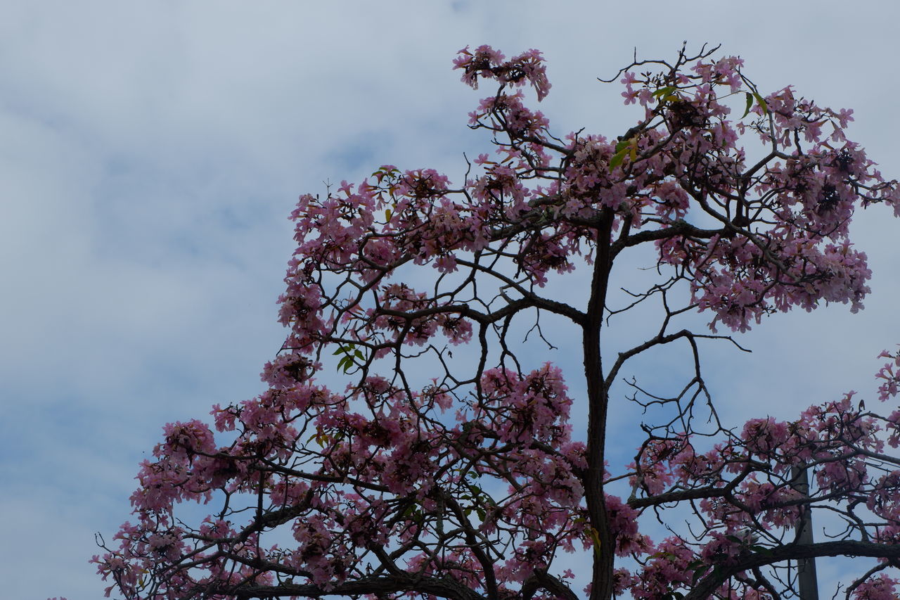 LOW ANGLE VIEW OF CHERRY BLOSSOM TREE AGAINST SKY