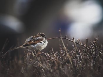 Close-up of bird perching outdoors