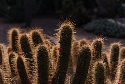 Close-up of cactus growing on field