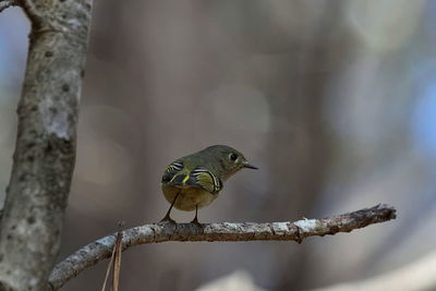 Close-up of bird perching on tree