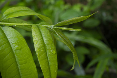 Close-up of wet plant