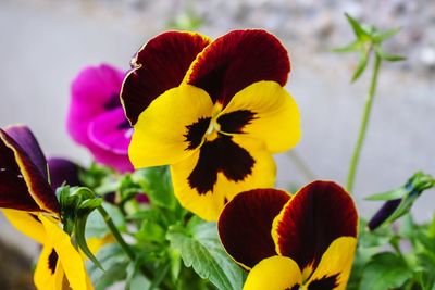 Close-up of yellow flowers blooming outdoors