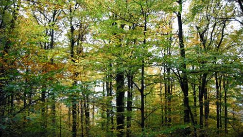 Trees in forest