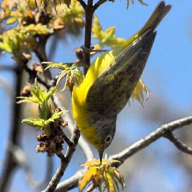 animal themes, animals in the wild, one animal, bird, wildlife, branch, perching, tree, low angle view, close-up, focus on foreground, yellow, nature, full length, beak, outdoors, day, zoology, beauty in nature, no people