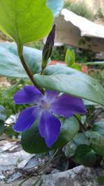 Close-up of purple flower