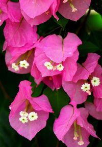 Close-up of pink flowering plants