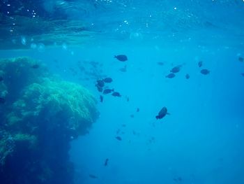 School of fish swimming in sea