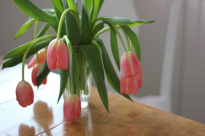 Close-up of red flowers