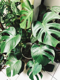 High angle view of potted plants in yard