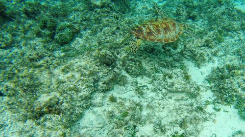 High angle view of insect on leaf
