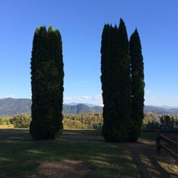 Trees on field against clear sky