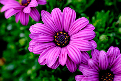 Close-up of pink cosmos blooming outdoors