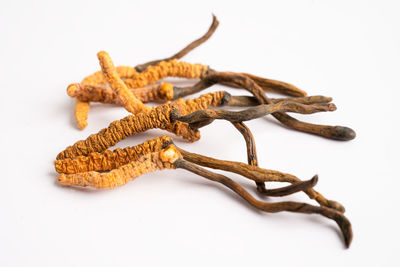 Close-up of food on white background
