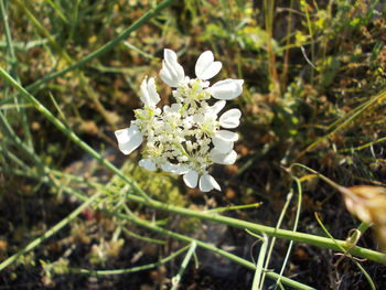 Close-up of white flowers