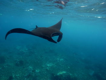 View of fish in sea